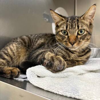 Athena -  Domestic Short Hair Cat for Adoption in Milton, Florida - Athena | PetCurious