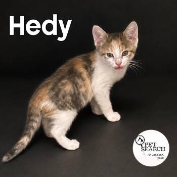 Hedy -  Domestic Short Hair Cat for Adoption in Washington, Pennsylvania - Hedy | PetCurious