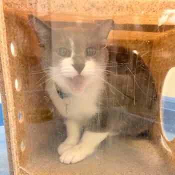 Domestic Short Hair Cats Available for Adoption in Philadelphia, Pennsylvania - Nissan | PetCurious