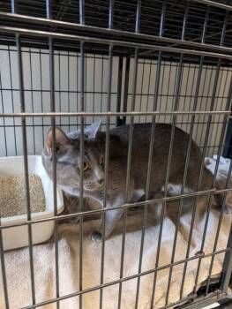 Domestic Short Hair Cats Available for Adoption - Cosmo | PetCurious