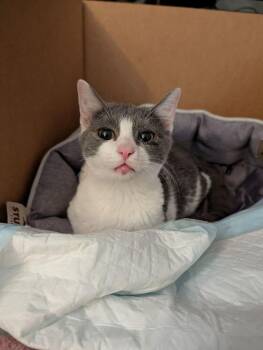 Domestic Short Hair Cats Available for Adoption - Indio | PetCurious