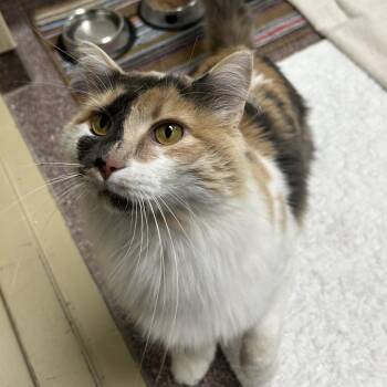 Aspen -  Domestic Long Hair Cat for Adoption in Cheyenne, Wyoming - Aspen | PetCurious