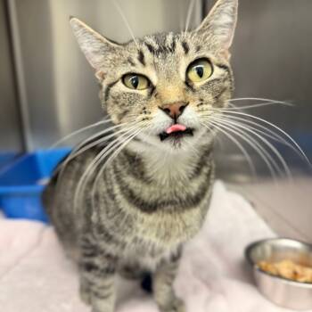 Rescue Domestic Short Hair Cats for Adoption in Chariton, Iowa - Echo | PetCurious