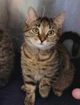 Domestic Short Hair Cats Available for Adoption - Pia | PetCurious