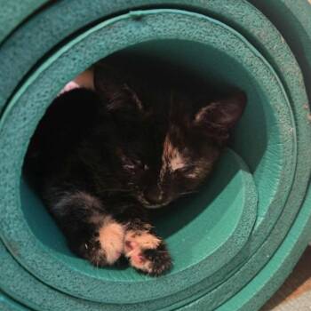 Chocolate Chip -  Domestic Short Hair Cat for Adoption in Philadelphia, Pennsylvania - Chocolate Chip | PetCurious
