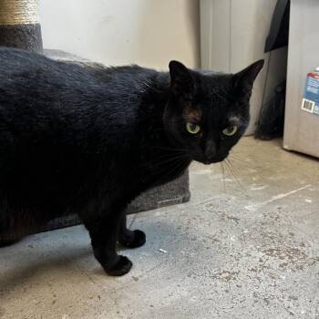 Domestic Short Hair Cats Available for Adoption - Moto Moto | PetCurious