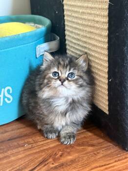Carly -  Domestic Long Hair Cat for Adoption in Bethel Park, Pennsylvania - Carly | PetCurious