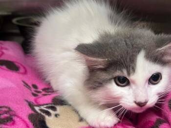 ROBIN -  Domestic Short Hair Cat for Adoption in Tustin, California - ROBIN | PetCurious