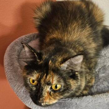 Domestic Medium Hair Cats Available for Adoption - Grace | PetCurious