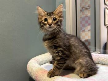 PAPRIKA -  Domestic Medium Hair Cat for Adoption in Santa Clara, California - PAPRIKA | PetCurious