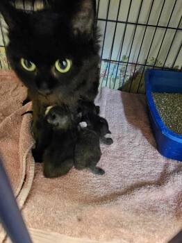 Rescue Domestic Long Hair Cats for Adoption in Burlington, Iowa - Lilith | PetCurious