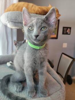 Asher -  Russian Blue and Domestic Short Hair Cat for Adoption in Dallas, Texas - Asher | PetCurious