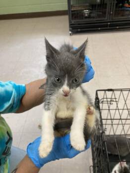 Gobo -  Domestic Short Hair Cat for Adoption in Burnsville, North Carolina - Gobo | PetCurious
