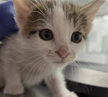 SOLACE -  Domestic Short Hair Cat for Adoption in Indianapolis, Indiana - SOLACE | PetCurious