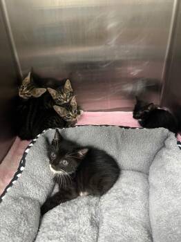 Shaggy -  Domestic Short Hair Cat for Adoption in Danielsville, Georgia - Shaggy | PetCurious