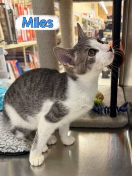 Miles -  Domestic Short Hair Cat for Adoption in Hazlet, New Jersey - Miles | PetCurious