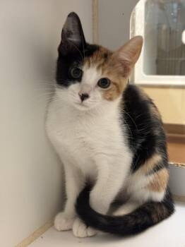 CAYENNE -  Domestic Short Hair Cat for Adoption in Texas City, Texas - CAYENNE | PetCurious