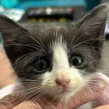 Malcolm Merryweather -  Domestic Short Hair Cat for Adoption in South Elgin, Illinois - Malcolm Merryweather | PetCurious