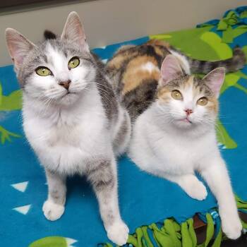 Domestic Short Hair Cats Available for Adoption - Aspen & Poplar | PetCurious