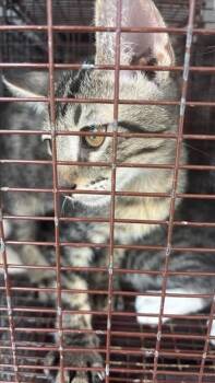 A660143 -  Domestic Short Hair Cat for Adoption in Houston, Texas - A660143 | PetCurious