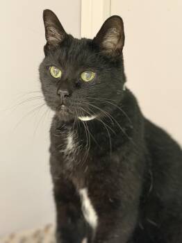 Oaxaca -  Domestic Short Hair Cat for Adoption in Alexandria, Virginia - Oaxaca | PetCurious