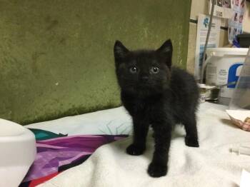 Domestic Short Hair Cats Available for Adoption in Riverside, California - MIDNIGHT | PetCurious