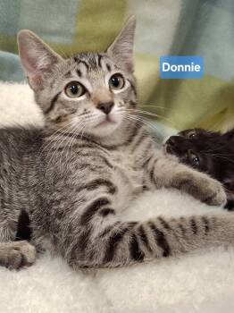 Domestic Short Hair and Tabby Cats Available for Adoption in Yorba Linda, California - :::Donnie::: | PetCurious
