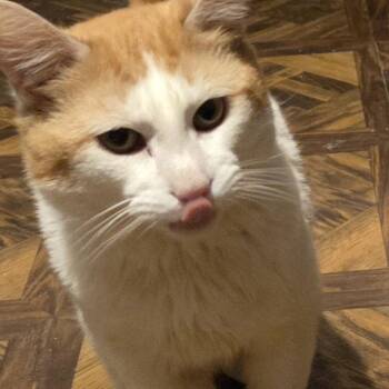 Shaker -  Domestic Short Hair Cat for Adoption in Tulsa, Oklahoma - Shaker | PetCurious