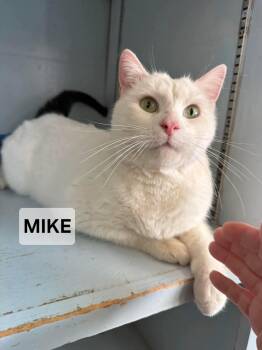 Domestic Short Hair Cats Available for Adoption - Mike | PetCurious