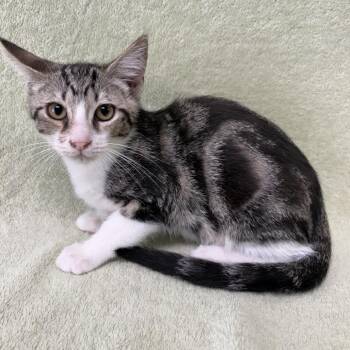 Jinu -  Domestic Short Hair Cat for Adoption in Buffalo, Minnesota - Jinu | PetCurious