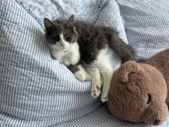 Piper -  Domestic Short Hair Cat Available for Adoption in Davis, California - Piper | PetCurious