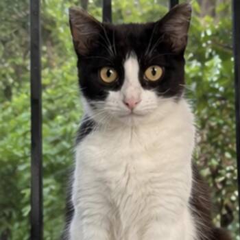 Mia -  Domestic Short Hair Cat for Adoption in Boston, Massachusetts - Mia | PetCurious