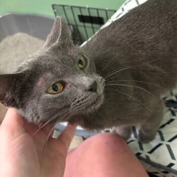 Gray -  Domestic Short Hair Cat for Adoption in Medina, Ohio - Gray | PetCurious