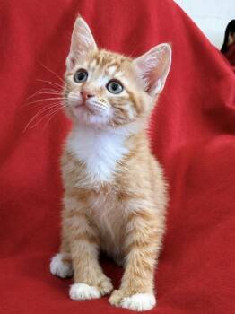 Pikachu -  Domestic Short Hair and Extra Toes Cat Hemingway Polydactyl Cat for Adoption in St. Augustine, Florida - Pikachu | PetCurious