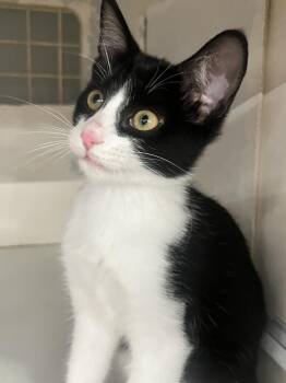 Ferris -  Domestic Short Hair Cat for Adoption in Acworth, Georgia - Ferris | PetCurious