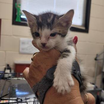 Domestic Medium Hair Cats Available for Adoption in Lake Panasoffkee, Florida - George | PetCurious