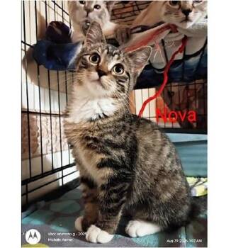 Nova -  Tabby Cat for Adoption in Millcreek, Utah - Nova | PetCurious