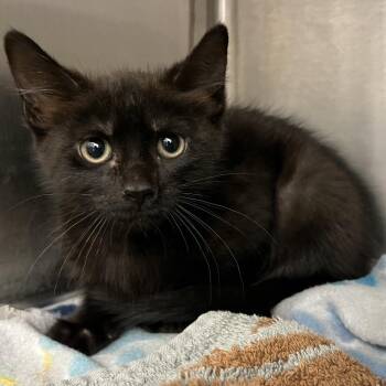 Mario -  Domestic Short Hair Cat for Adoption in Pittsburgh, Pennsylvania - Mario | PetCurious