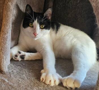 Freddy Kreuger -  Domestic Short Hair Cat for Adoption in Norwalk, Connecticut - Freddy Kreuger | PetCurious