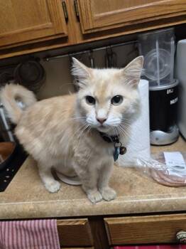 CHULO -  Domestic Long Hair Cat for Adoption in San Antonio, Texas - CHULO | PetCurious