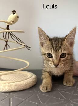 Louis 5.23.26 (prespay) -  Domestic Short Hair Cat for Adoption in Apopka, Florida - Louis 5.23.26 (prespay) | PetCurious