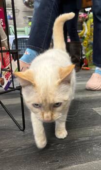 Vroom Vroom -  Siamese Cat for Adoption in Calgary, Alberta - Vroom Vroom | PetCurious