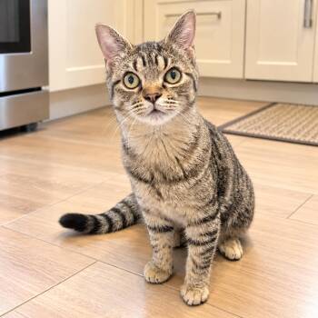 Klipsan -  Domestic Short Hair and Tabby Cat for Adoption in Long Beach, Washington - Klipsan | PetCurious