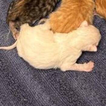 Marlon -  Domestic Short Hair Cat for Adoption in Tempe, Arizona - Marlon | PetCurious