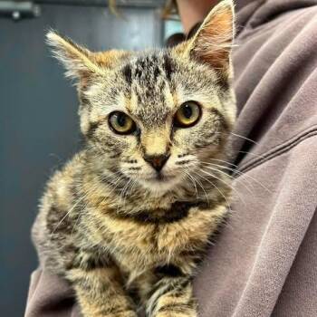 Lup -  Domestic Short Hair Cat for Adoption in Edwardsville, Illinois - Lup | PetCurious