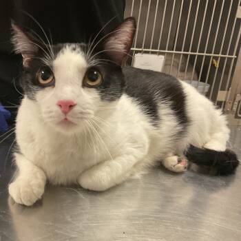 Rescue Domestic Short Hair Cats for Adoption in Monroe, Louisiana - Max | PetCurious