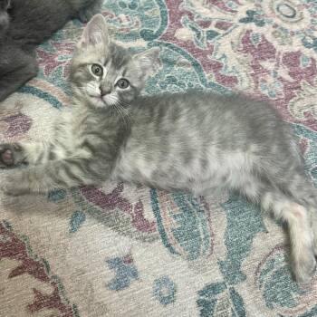 Raindrop -  Domestic Short Hair Cat for Adoption in Binghamton, New York - Raindrop | PetCurious