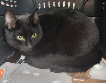 Robin -  Domestic Short Hair Cat for Adoption in Shawnee, Kansas - Robin | PetCurious