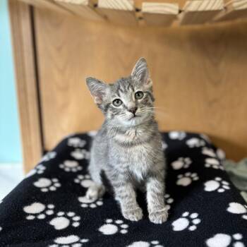 Butter Pecan--In Foster -  Domestic Short Hair Cat for Adoption in Fargo, North Dakota - Butter Pecan--In Foster | PetCurious