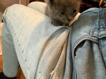 Domestic Short Hair Cats Available for Adoption in Virginia Beach, Virginia - Quiet | PetCurious